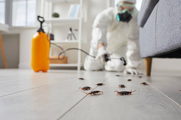Commercial Kitchen Cockroach Control in Tyro